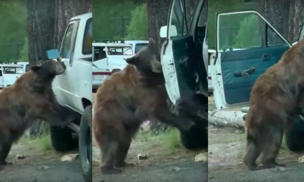 The Bear Faq(s) Bearacades!